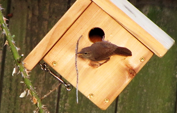 Nest Building June 16