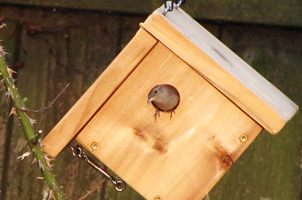 Nest Building June 16