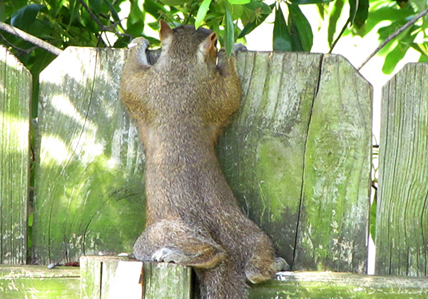 Squirrel May 31