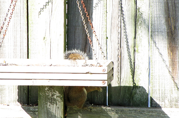 Squirrel May 31