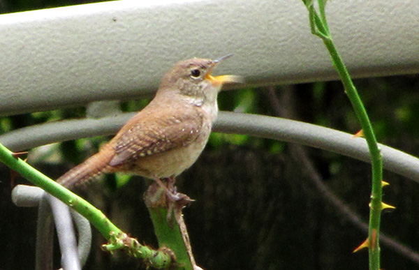 Wren June 19