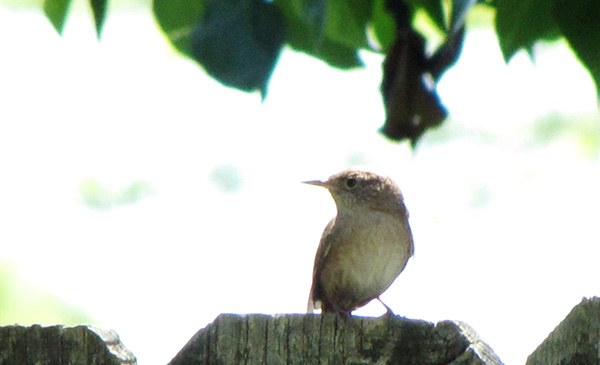 Wren June 22