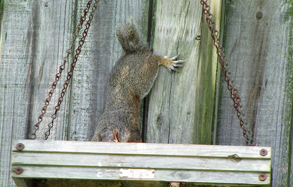 Squirrel July 7