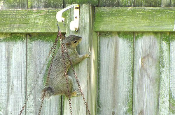 Squirrel July 7