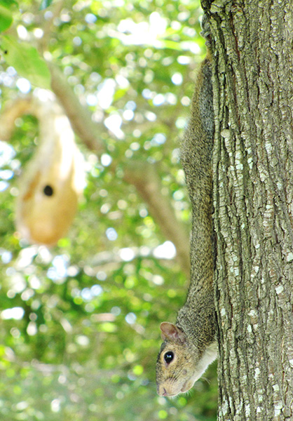 Squirrel July 7