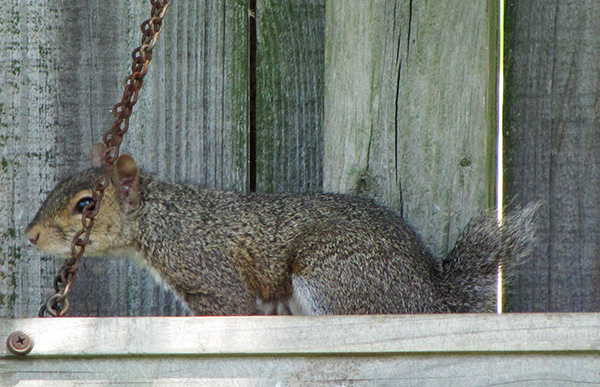 Squirrel July 7