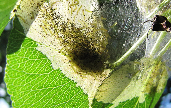 Caterpillars August