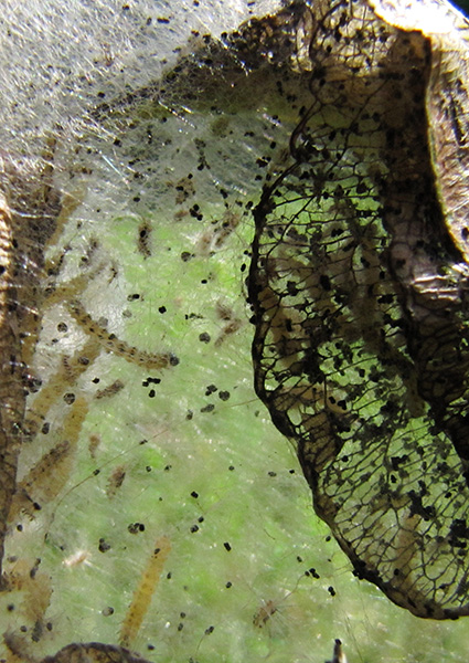 Caterpillars August
