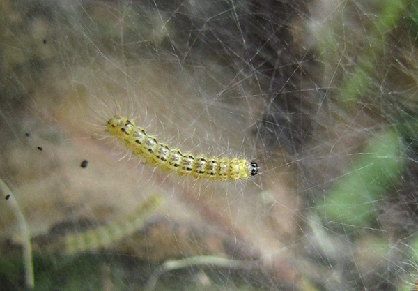 Caterpillars August