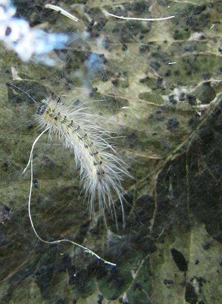 Caterpillars August
