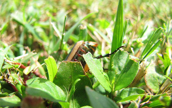 June Bug August 2