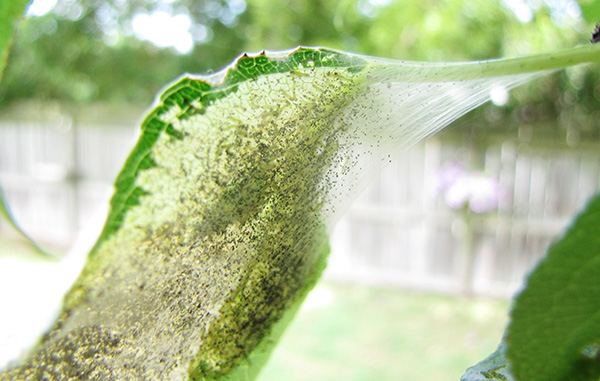 Pear Leaf Aug 2