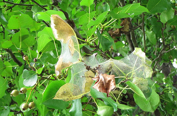 Pear Leaves August