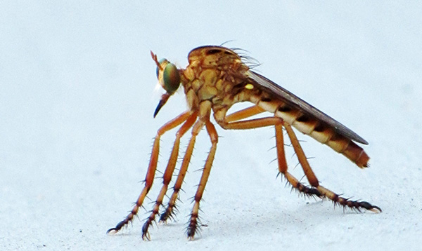 Robber Fly August 12