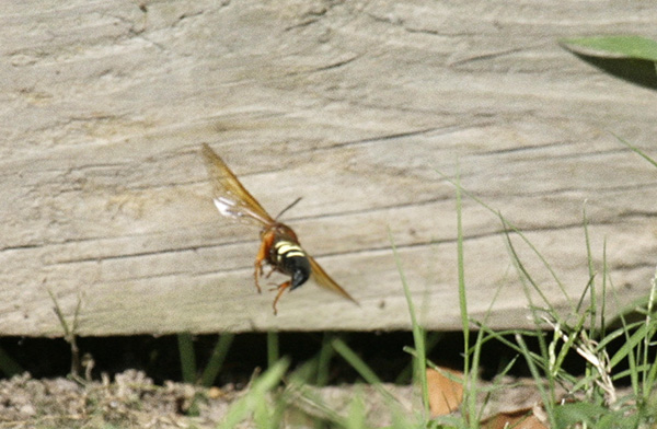 Wasp August 15