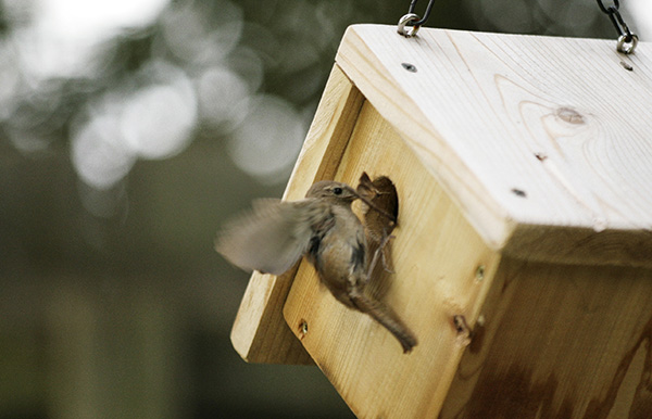 Wren August 14