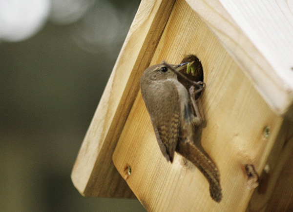 Wren August 14