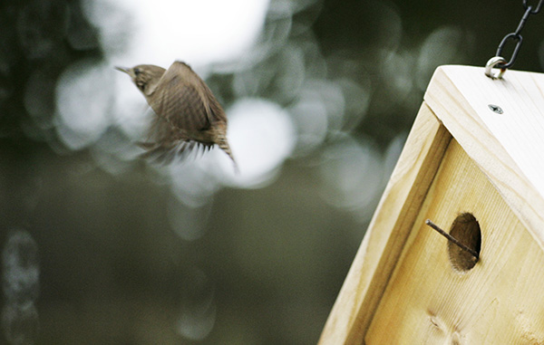 Wren August 14