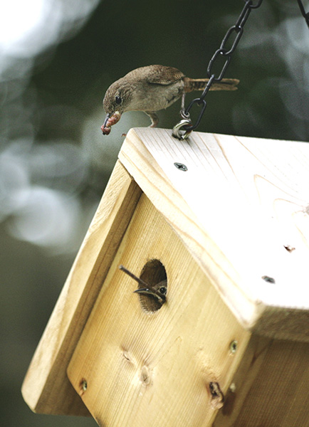 Wren August 14