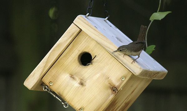 Wren August 15