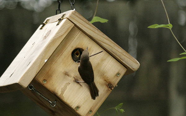 Wren August 23