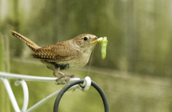 Wren August 23