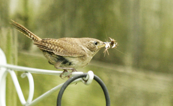 Wren August 23