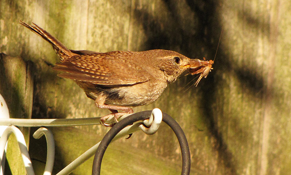 Wren August 24