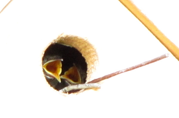 Wrens August 22