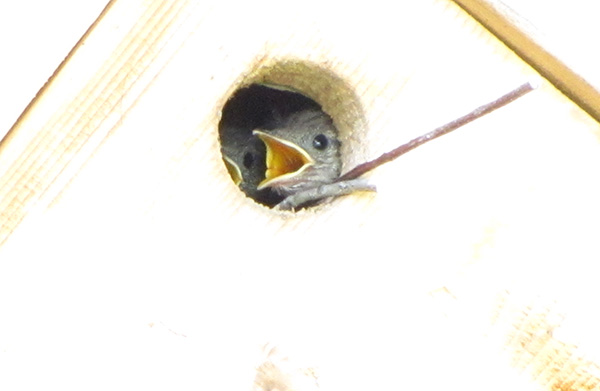 Wrens August 22