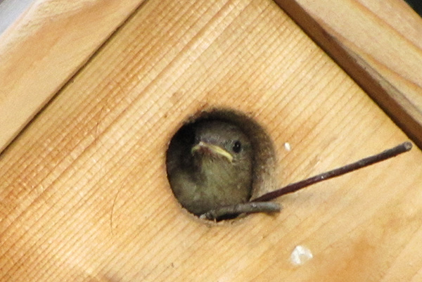 Wrens August 22