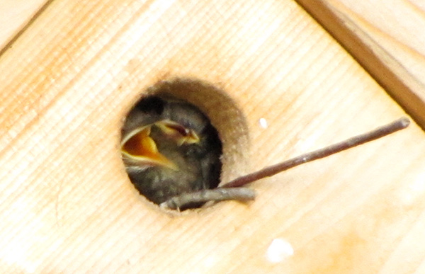 Wrens August 22