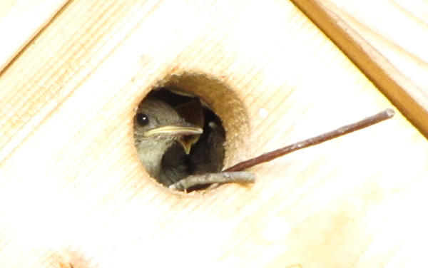 Wrens August 22