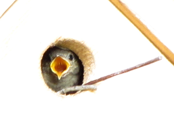 Wrens August 22