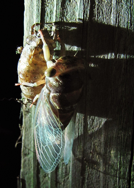 Cicada August 21