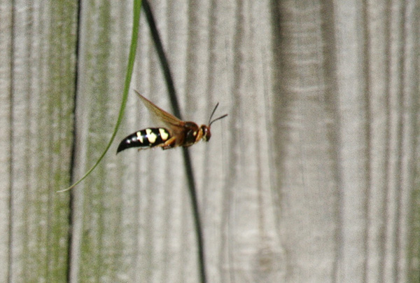 Cicada Killer August 15