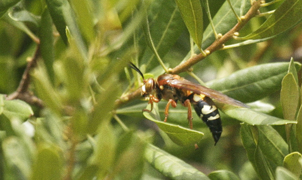 Cicada Killer August 15