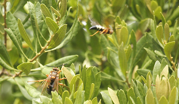 Cicada Killer August 15
