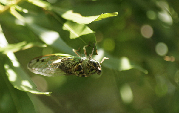 Cicada Sept 2
