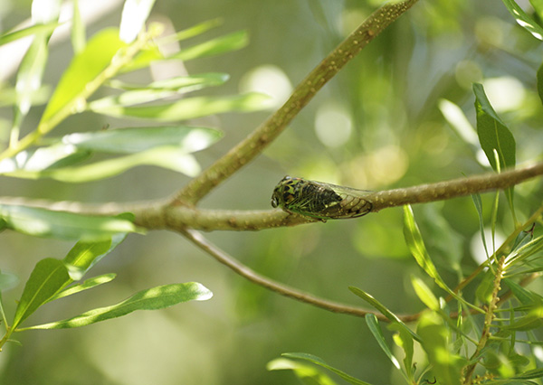 Cicada Sept 2