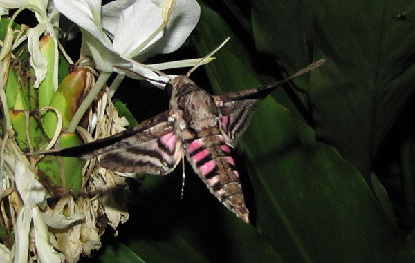 Pink Spotted Hawkmoth Sept 22