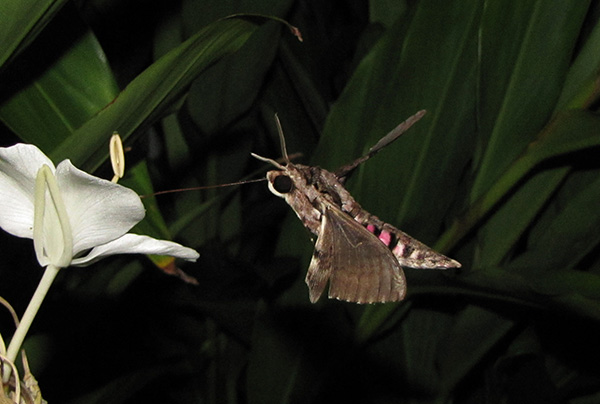 Pink Spotted Hawkmoth Sept 22