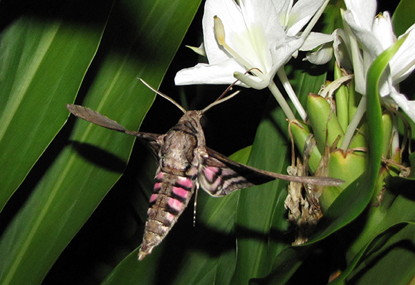 Pink Spotted Hawkmoth Sept 22