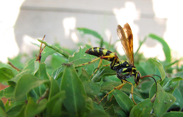 Wasp and Spider Sept 12