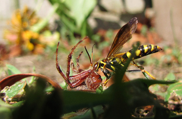 Wasp and Spider Sept 12