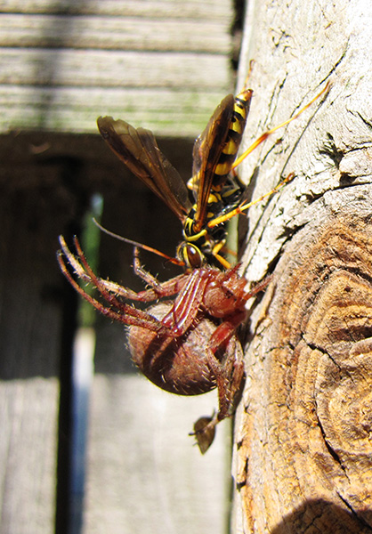 Wasp and Spider Sept 12