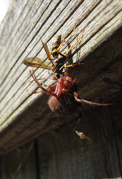 Wasp and Spider Sept 12