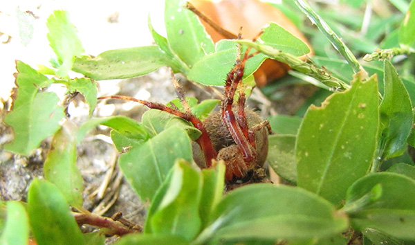 Wasp and Spider Sept 12