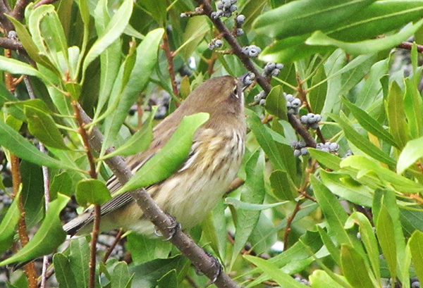 Warbler October 23