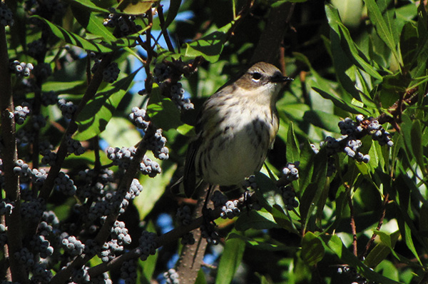 Warbler October 24